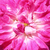 Rózsaszín - Rambler, kúszó rózsa - Alexandre Girault